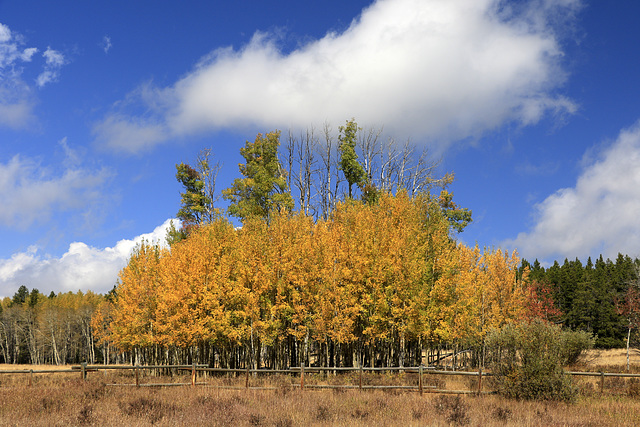 Aspen