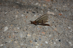 Night of the Mayflies 3