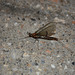 Night of the Mayflies 3