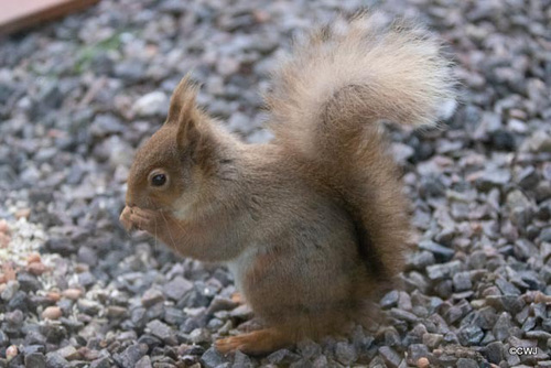 Red Squirrel