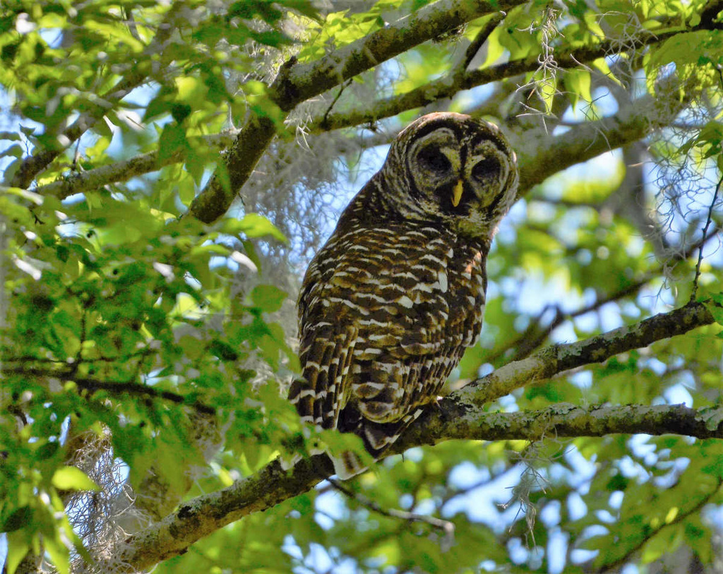 Barred owl