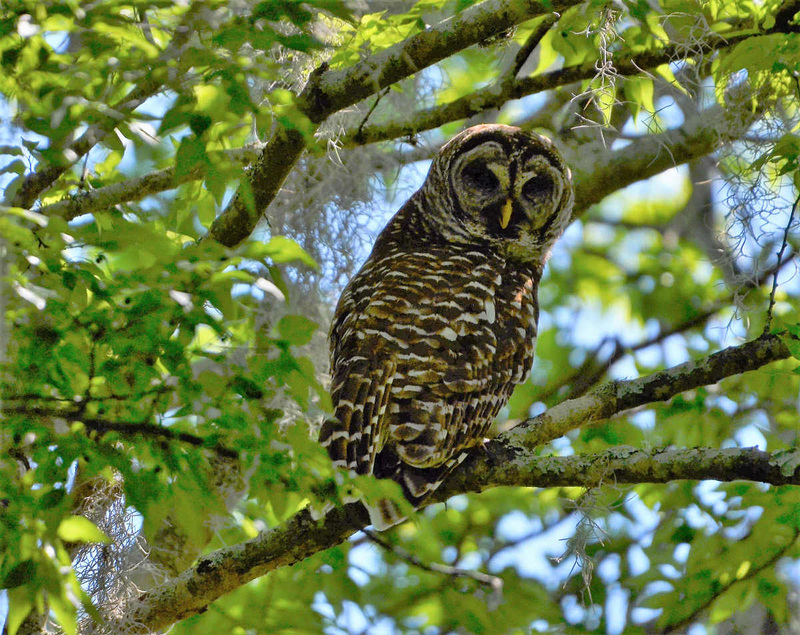 Barred owl