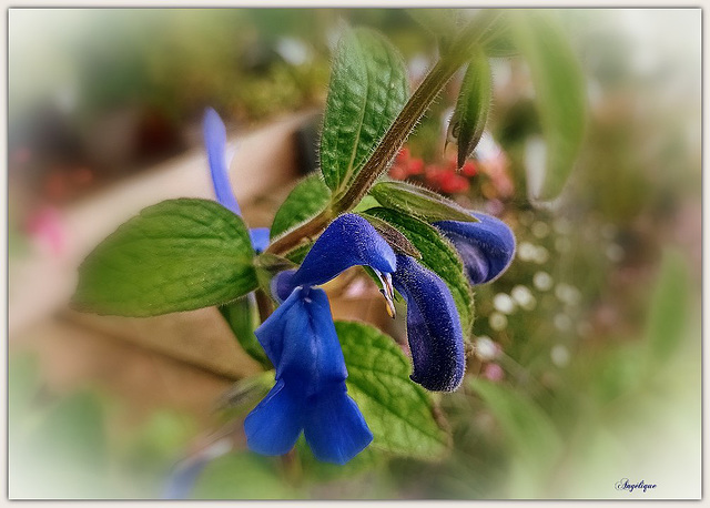 Sauge bleu ............Bon jeudi à tous ❤️⛱