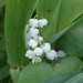 le muguet bien caché 3/3