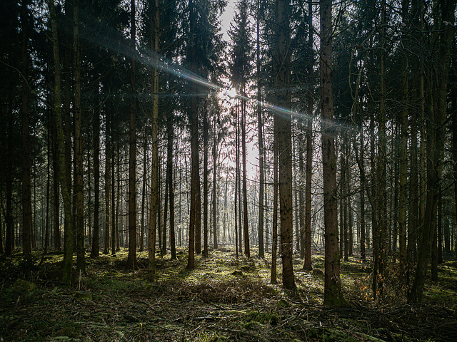 Neujahr im Wald um die Ecke - hNY