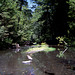 Redwood Creek