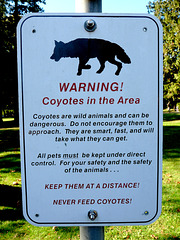 Never Feed Coyotes!