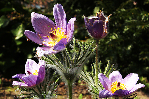 Early flower