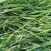Perlen im Gras / Pearls in the grass