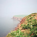 Cliffs above Fleswick Bay (scan from 1990)