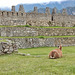 llama contemplates Inca architecture