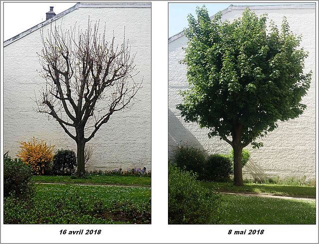 Métamorphose d'un arbre urbain