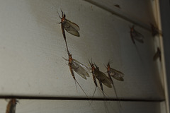 Night of the Mayflies 2