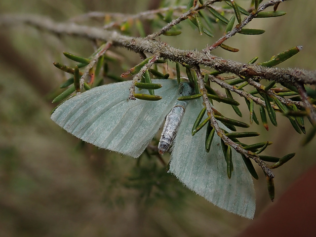 Emerald Moth in the Simien Mountains