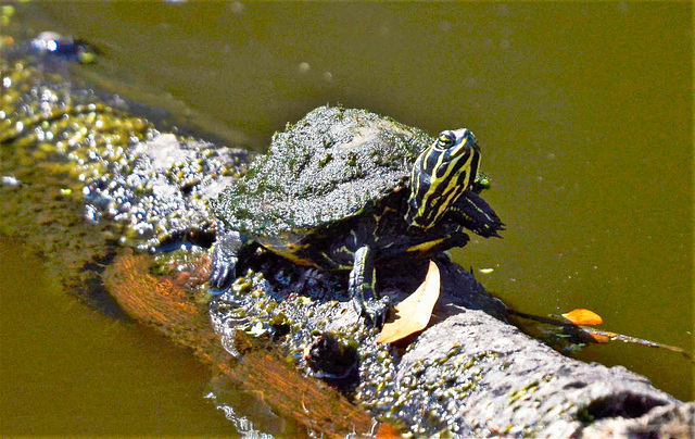 Florida box turtle