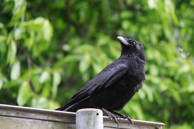 Crow on standby