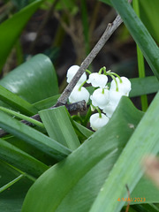 le muguet bien caché 2/3 le muguet bien caché 2/3