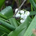 le muguet bien caché 2/3