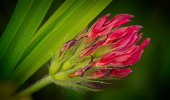 Das Inkarnat-Klee (Trifolium incarnatum) am Getreidefeld :)) The crimson clover (Trifolium incarnatum) on the grain field :)) Le trèfle incarnat (Trifolium incarnatum) sur le champ de céréales :))