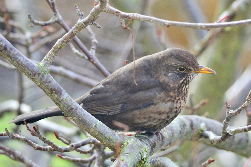 Female Blackbird