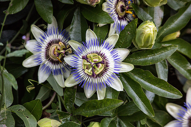 20150910 8804VRTw [D~LIP] Passionsblume (Passiflora caerulea), UWZ, Bad Salzuflen