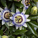 20150910 8804VRTw [D~LIP] Blaue Passionsblume (Passiflora caerulea), UWZ, Bad Salzuflen