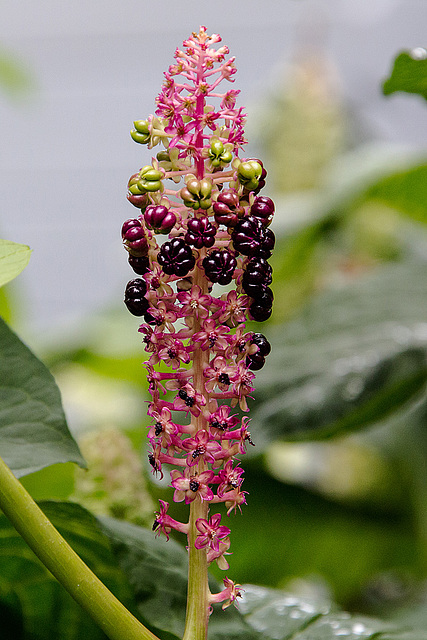 20160811 2117VRAw [D~RI] Indische Kermesbeere (Phytolacca acinosa), Rinteln