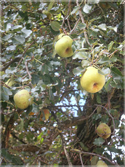 Birnen / pears