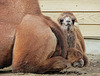 Gobi, baby Bactrian Camel