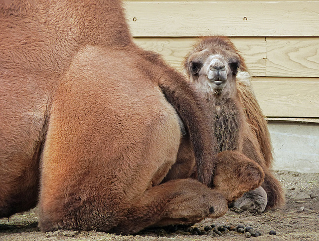 Gobi, baby Bactrian Camel