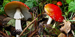 Fly Agaric - Good to look at, but not to eat!