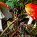 Fly Agaric - Good to look at, but not to eat!