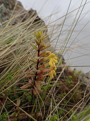 Flowers on the Geech to Chenek trek in the Simien Mountains