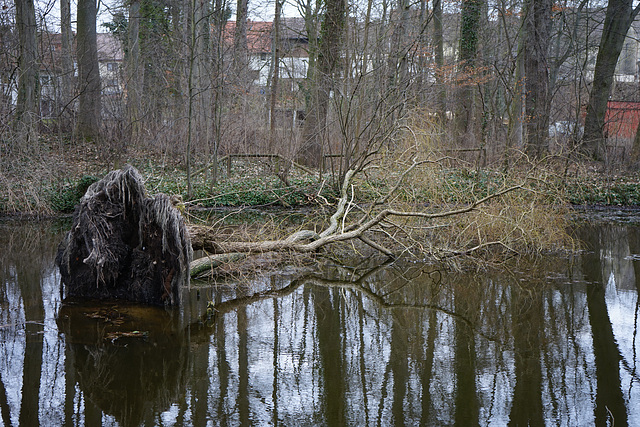 Weide im Schlossteich