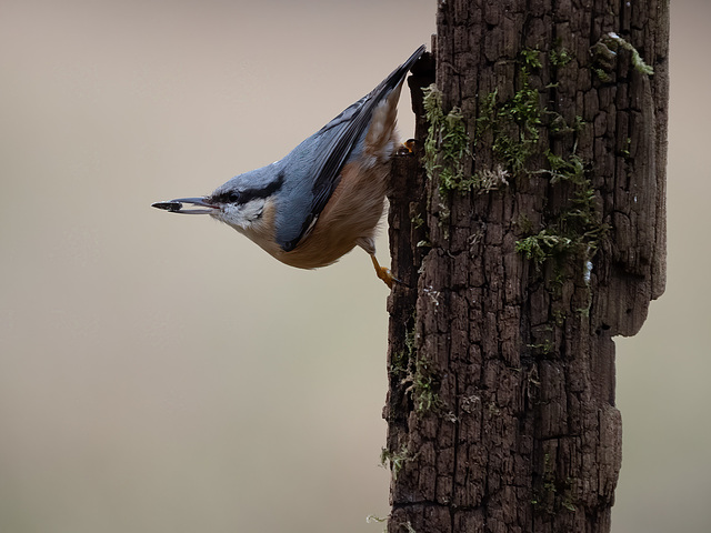 Vogelbeobachtung-17