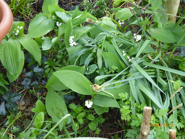 le muguet bien caché ! 1/3