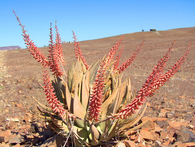 Farbtupfer in der Steinwüste - blühende Aloe asperifolia