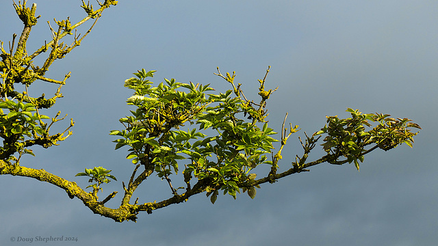 Spring Hawthorn encrusted with lichen