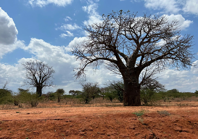 Baobabs along the road.