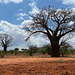 Baobabs along the road.