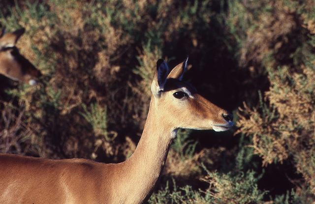 Impala female