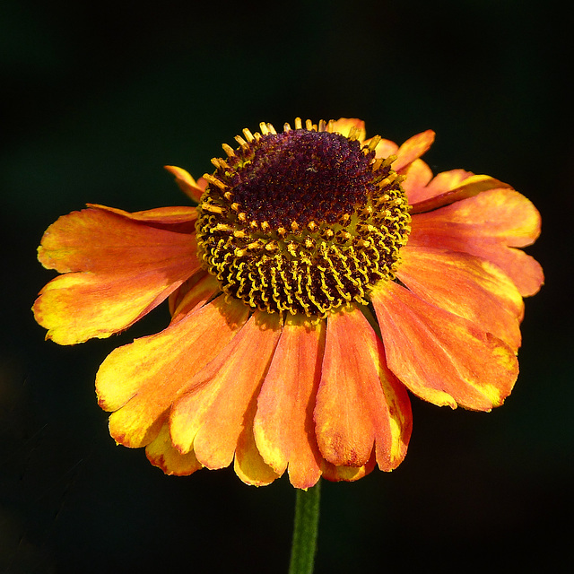 A mix of citrus colours