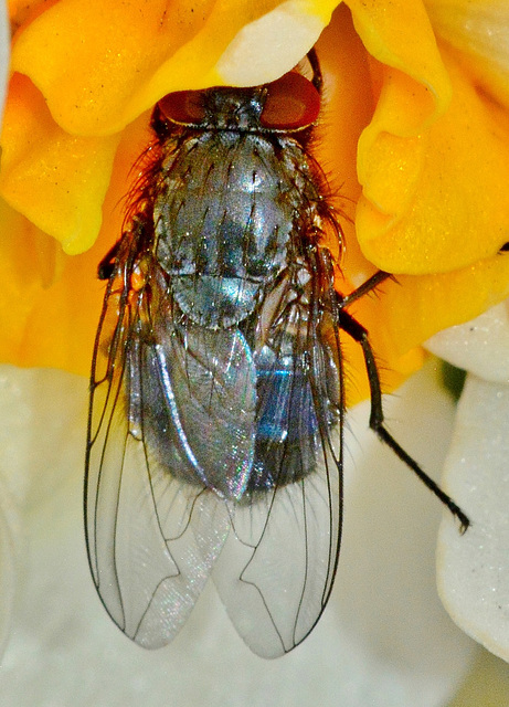 Bluebottle, Blow Fly. Calliphora vomitoria