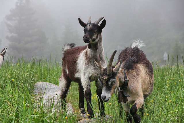 Ziegen auf der Kuppelwiesalm