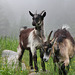 Ziegen auf der Kuppelwiesalm