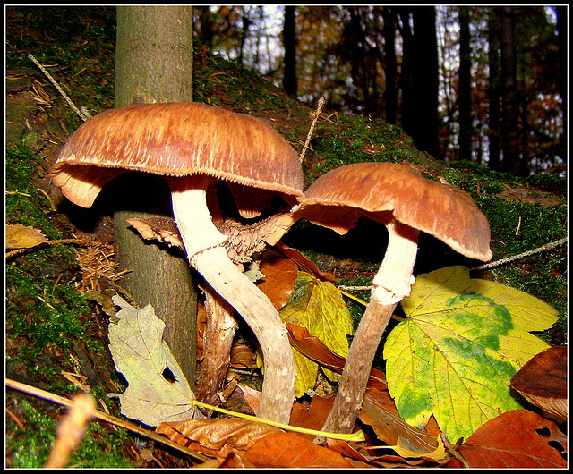 Forest Umbrella's