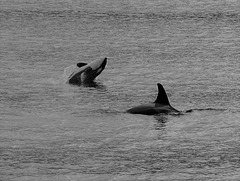 Orcas  (Orcinus orca)  - Misty Fjords National Monument