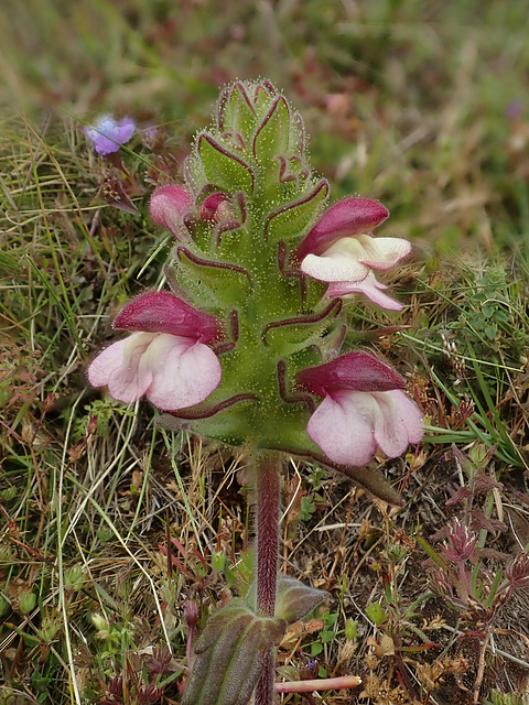 Deadnettle species in the Simien Mountains
