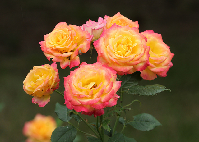 bon 8 mars, mesdames bon 8 mars, mesdames