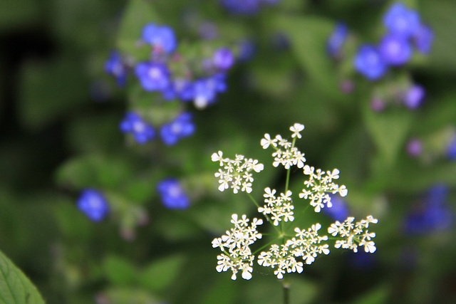 Cow Parsley